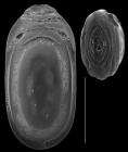 Fissurina furcata