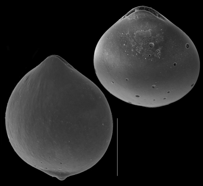 Fissurina globosocaudata