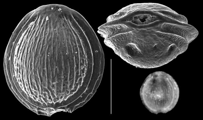 Fissurina granulocostata