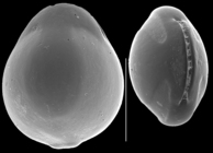 Fissurina lucida