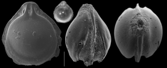Fissurina plebeia