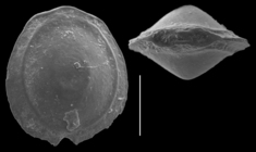 Fissurina pretiosa