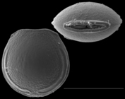 Fissurina sidebottomi