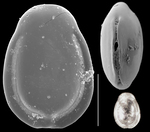 Fissurina subquadrata