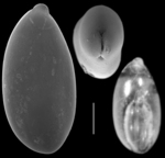 Fissuripolymorphina albemarlensis