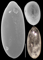 Fissuripolymorphina williamsoni