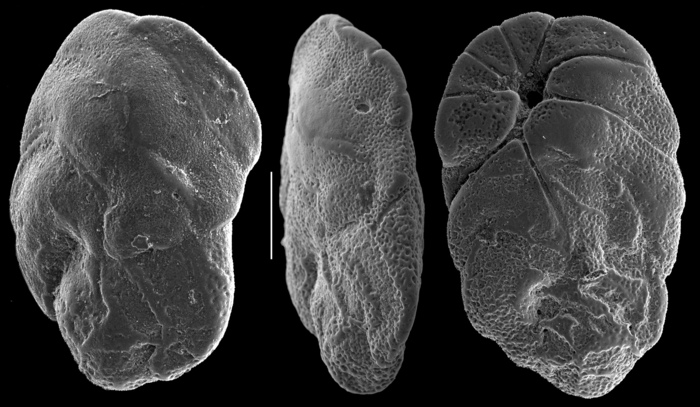 Floresina latissima