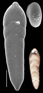 Frondicularia kiensis