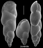 Fursenkoina earlandi