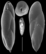 Fursenkoina pauciloculata