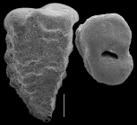 Gaudryina attenuata