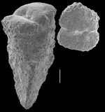 Gaudryina convexa (Karrer, 1864)