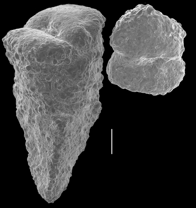 Gaudryina convexa Gaudryina convexa
