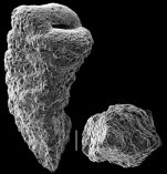 Gaudryina quadrangularis