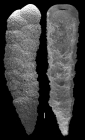 Gaudryina tenuis