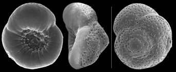 Glabratella margaritacea