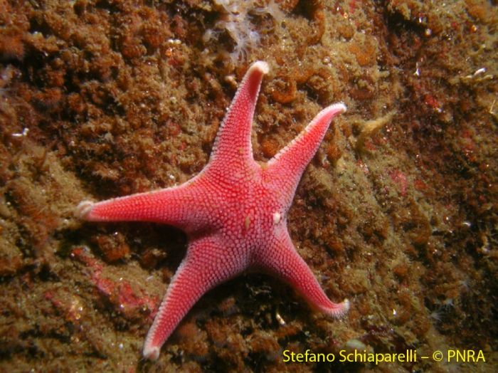 Odontaster validus species complex Odontaster validus species complex