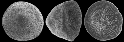 Glabratellina kermadecensis
