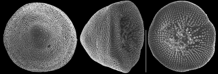 Glabratellina kermadecensis