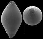 Glandulina laevigata