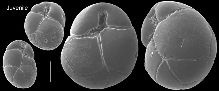 Globocassidulina parva Globocassidulina parva