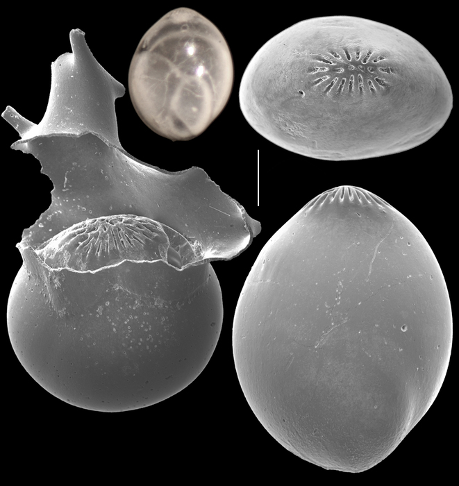 Globulina gibba Globulina gibba