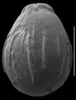 Globulina myristiformis