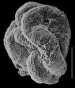 Glomospira fijiensis