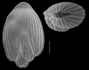 Guttulina regina