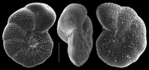 Hanzawaia grossepunctata