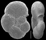 Haplophragmoides canariensis