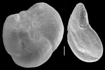 Hauerina diversa