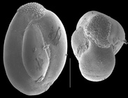 Hauerina earlandi