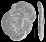 Hauerina fragilissima