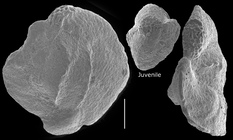 Hauerina pacifica