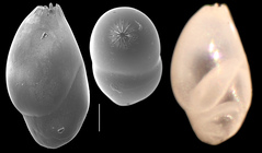 Hemirobulina angistoma