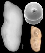 Hemirobulina galapagoensis