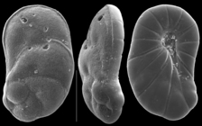 Heronallenia laevis