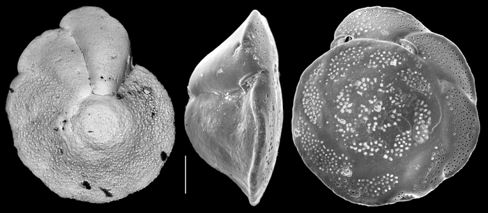 Heterolepa inagawaensis