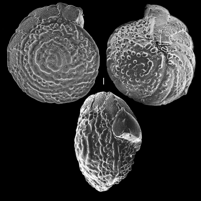 Heterolepa margaritifera Heterolepa margaritifera