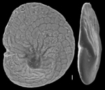 Heterostegina depressa