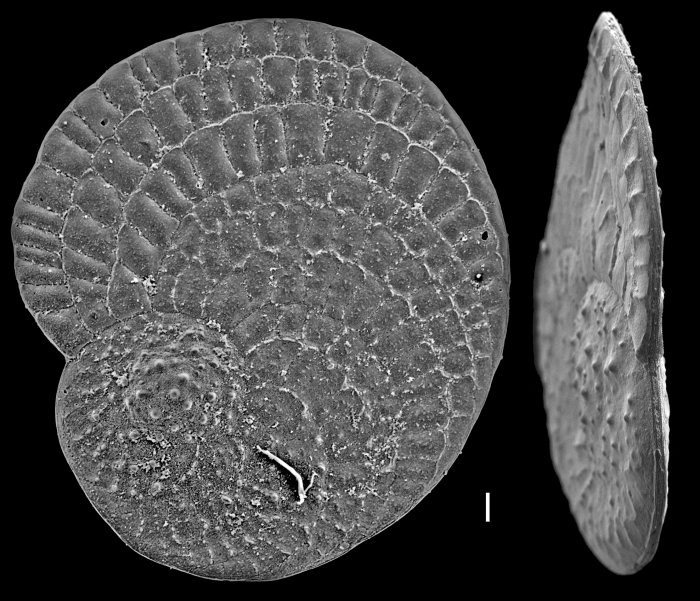 Heterostegina operculinoides
