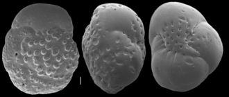 Hofkerina semiornata