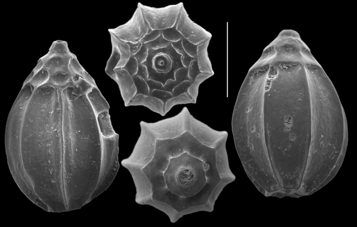 Homalohedra gunteri Homalohedra gunteri