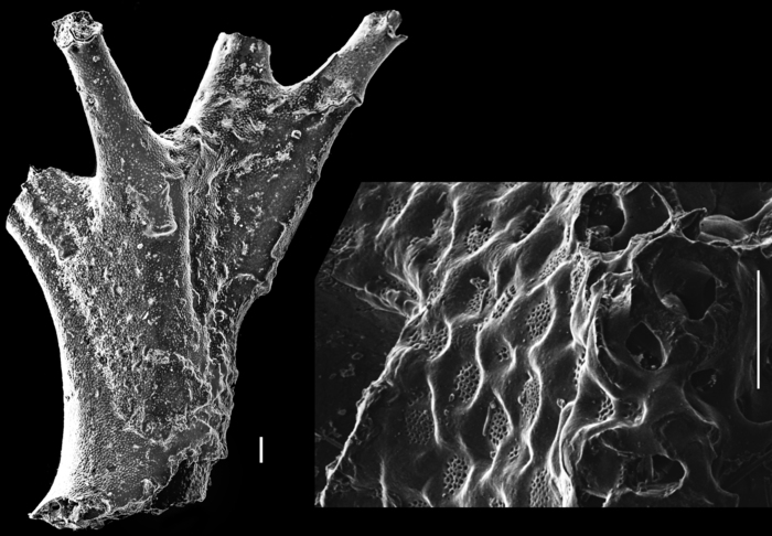 Homotrema rubra