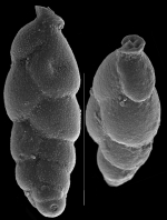 Hopkinsinella glabra