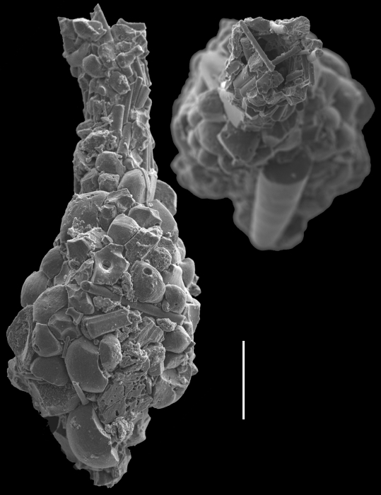 Hormosinella distans Hormosinella distans