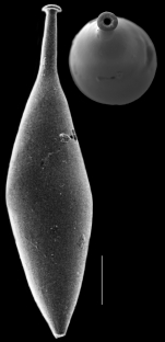 Hyalinonetrion distomapolita