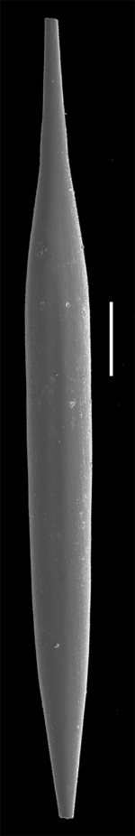 Hyalinonetrion elongata