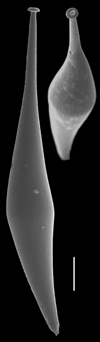 Hyalinonetrion gracillima Hyalinonetrion gracillima